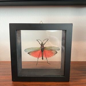 Real framed grasshopper with wings. Made in Peru.